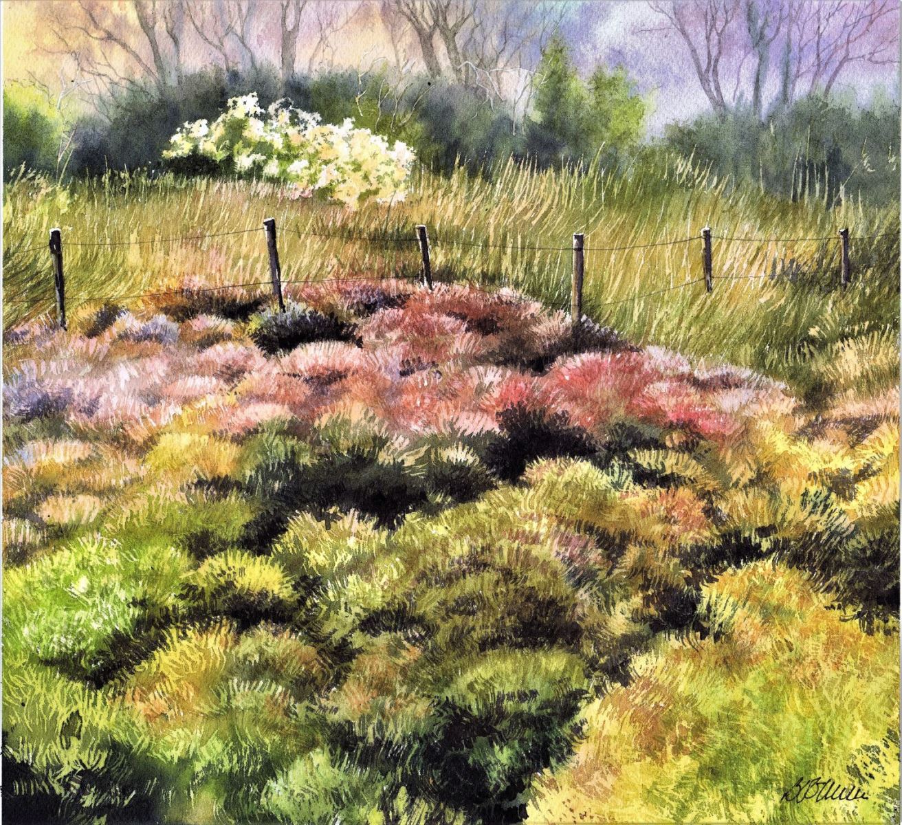 Séneçon et salicornes